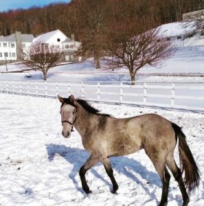 horse in paddock playing in the snow